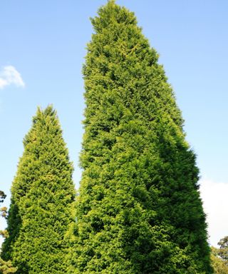 Leyland Cypress trees
