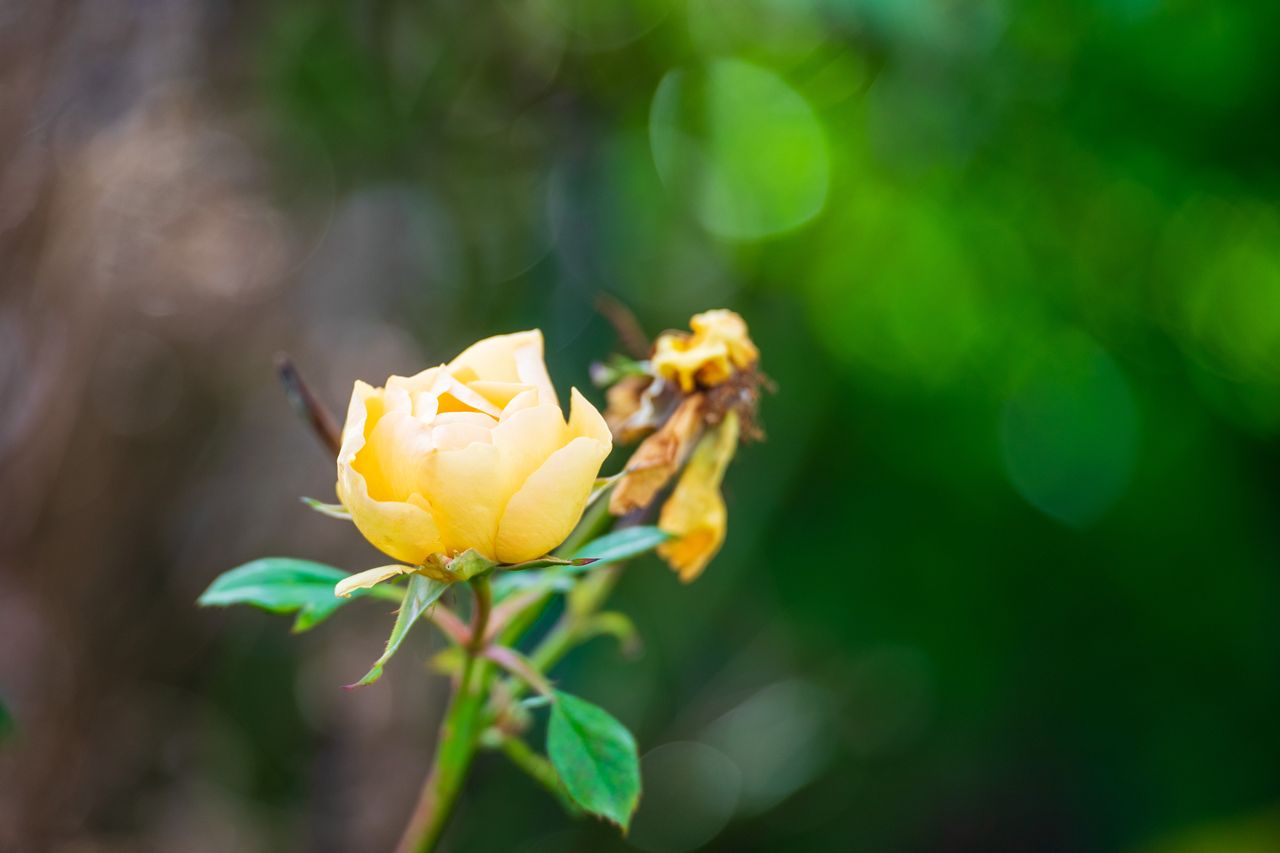 Tamron 70-180mm F2.8 Di III VC VXD G2