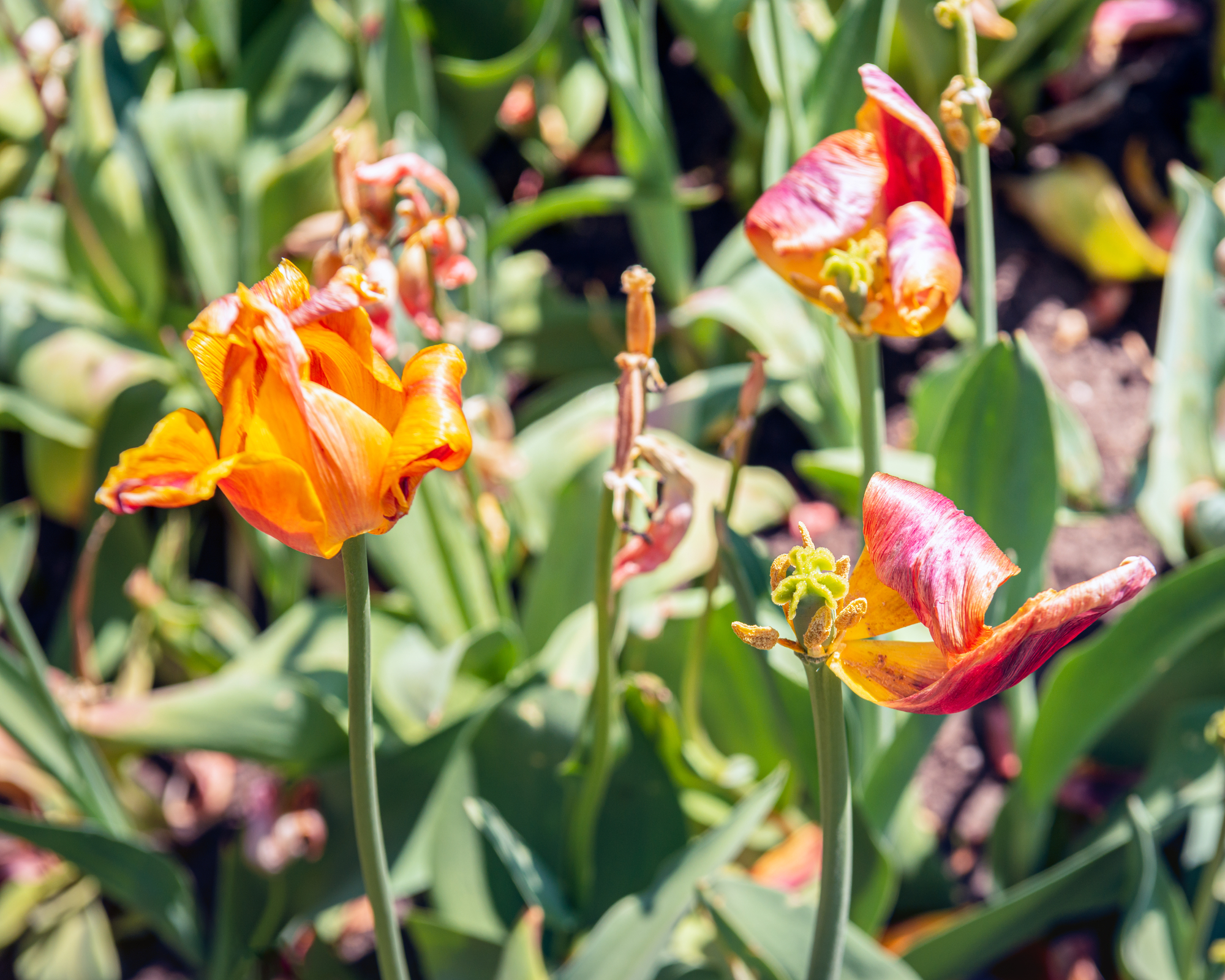 Closeup of wilted orange tulips in the spring sun. The photo was taken in a Dutch park on a sunny day in springtime.