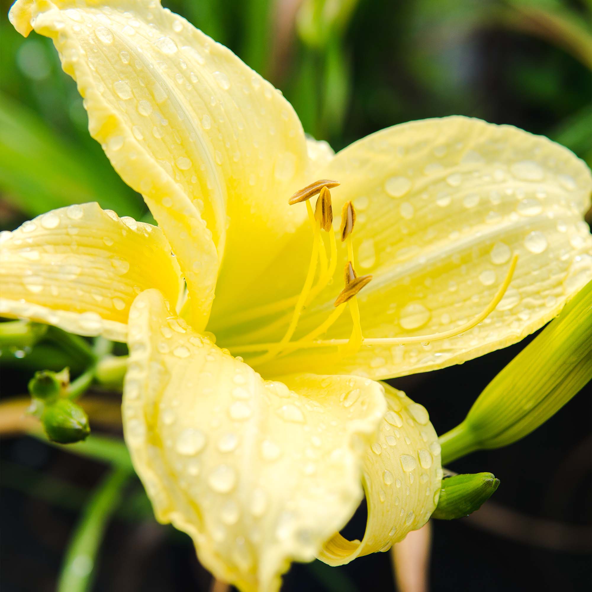 Stella De Oro Daylily Shrub