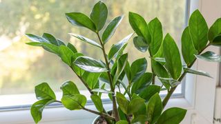 ZZ Plant (Zamioculcas zamiifolia) on a window sill