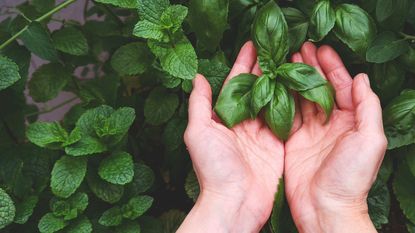 Hands cupping a basil plant