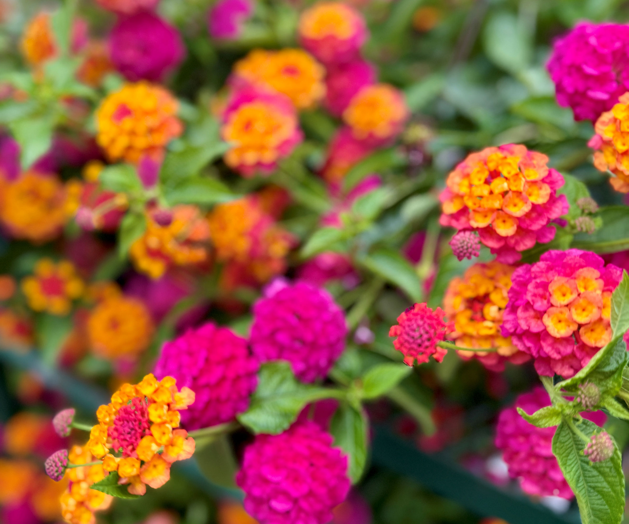 lantana plants with pink and orange blossoms