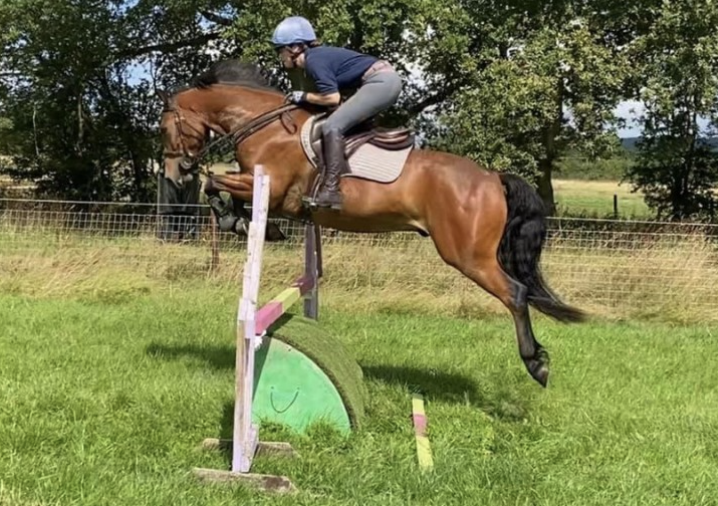 horses under 15.2hh for sale