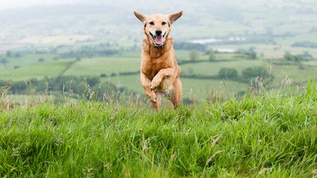 A dog running