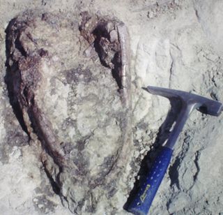 the skull of the new titanosaurian dinosaur species was inverted
