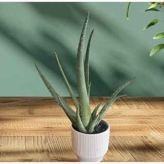 Aloe vera plant