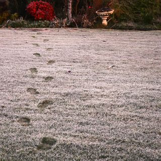 Frost on a grassy lawn, covered in footsteps