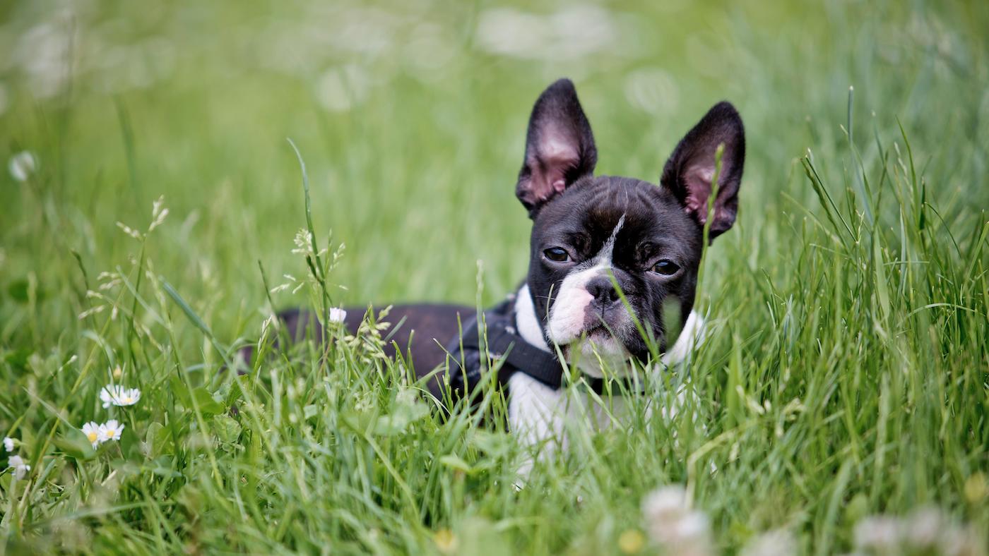 Boston terrier in long grass