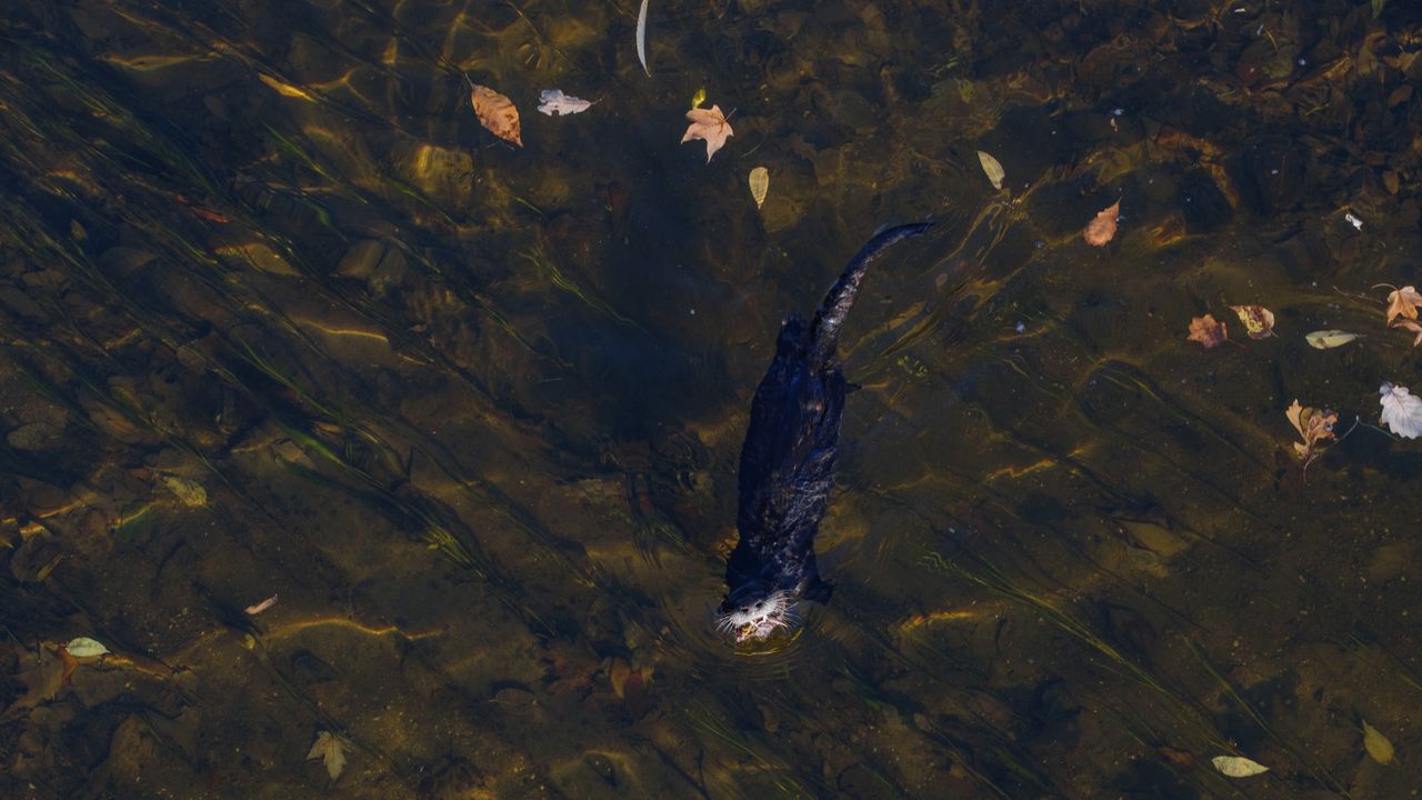 A North American River Otter catching fish in a river