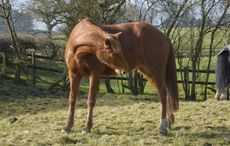 hindgut