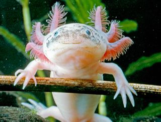 A white albino axolotl staring curiously at the camera.