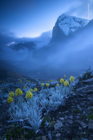 Out of the blue by Gabriel Eisenband, Colombia Winner 2020, Plants and Fungi