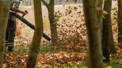 Leaf blower through trees 