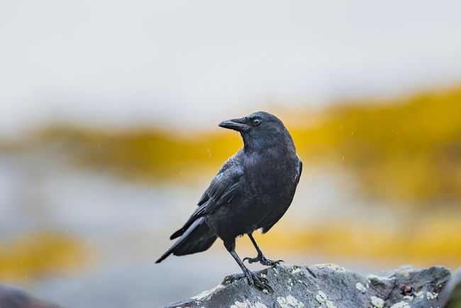 Why Crows Hold Funerals | Live Science