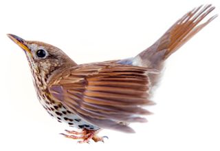 Song thrush - Turdus philomelos