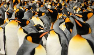 (c) Lisa Vaz, Portugal, Entry, Nature and Wildlife Category, Open Competition, 2015 Sony World Photography Awards. IMAGE TITLE: In a crowd of King Penguins. IMAGE DESCRIPTION: King Penguins l