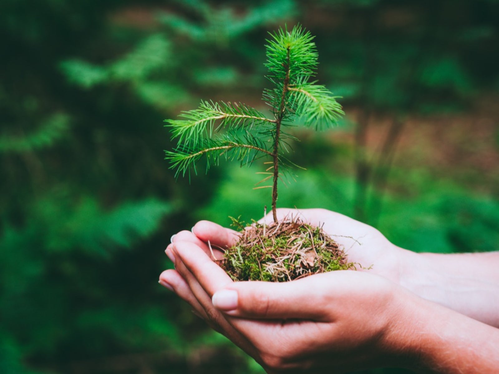 How to Take Care of Mini Pine Trees