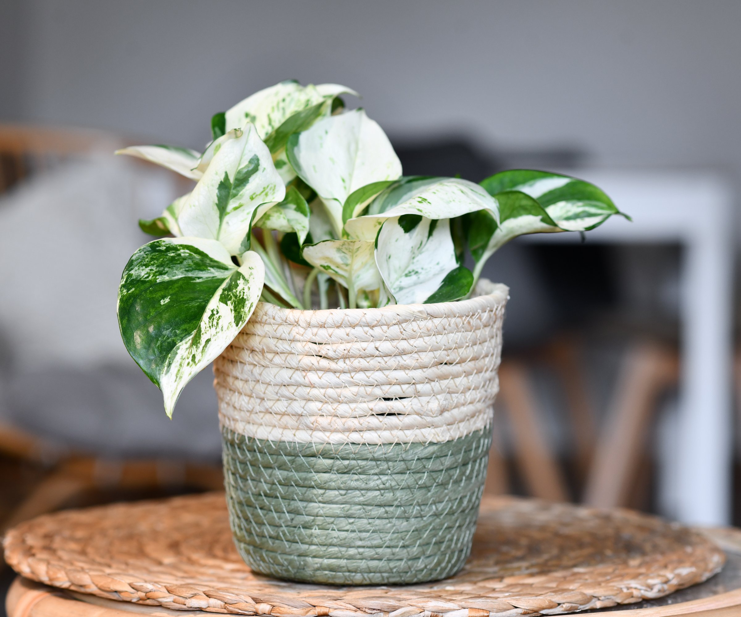 Manjula pothos in a two tone basket