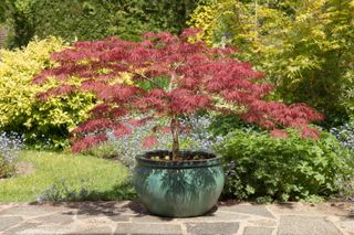 Acer palmatum dissectum Garnet in a pot on a patio