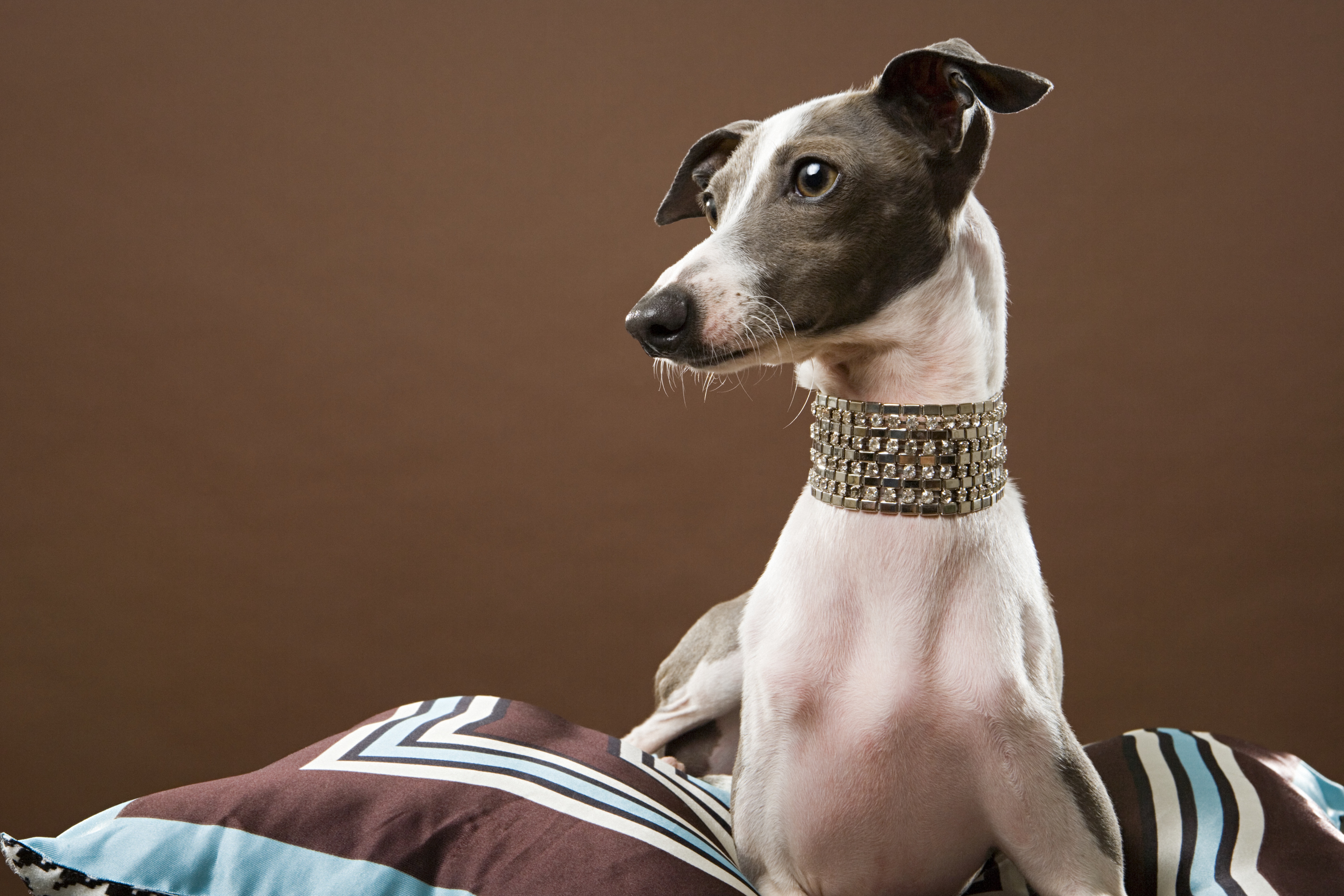 Italian greyhound in a jewelled choker 