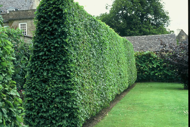 The best fast growing hedges for your garden: take your pick from these ...