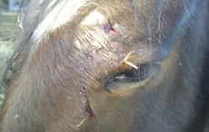 cut-eye.jpg