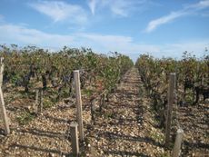 Bordeaux 2011 picture of grape vines