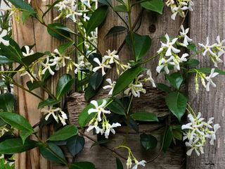 Jasmine (Trachelospermum jasminoides )