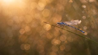 Macro shot of an insect sitting on a branch, light enters the scene from the left corner, shallow depth of field