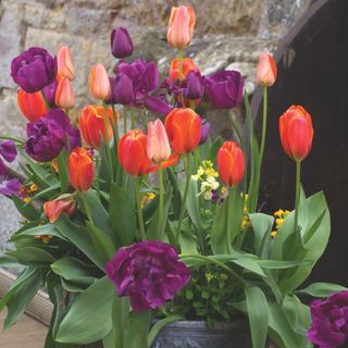 Pink, red and purple tulip flowers growing in pot in garden