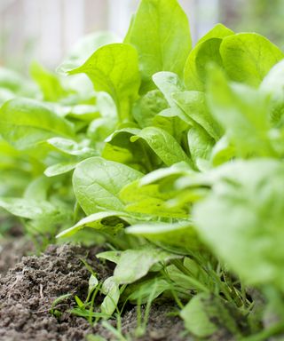 spinach growing in the ground