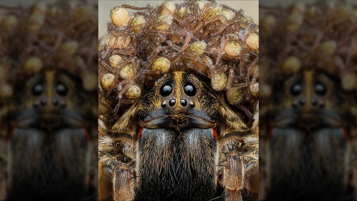 Wolf spider mama wearing crown of babies captured in stunning