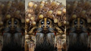 a wolf spider lookin at the camera with spider babies on her head
