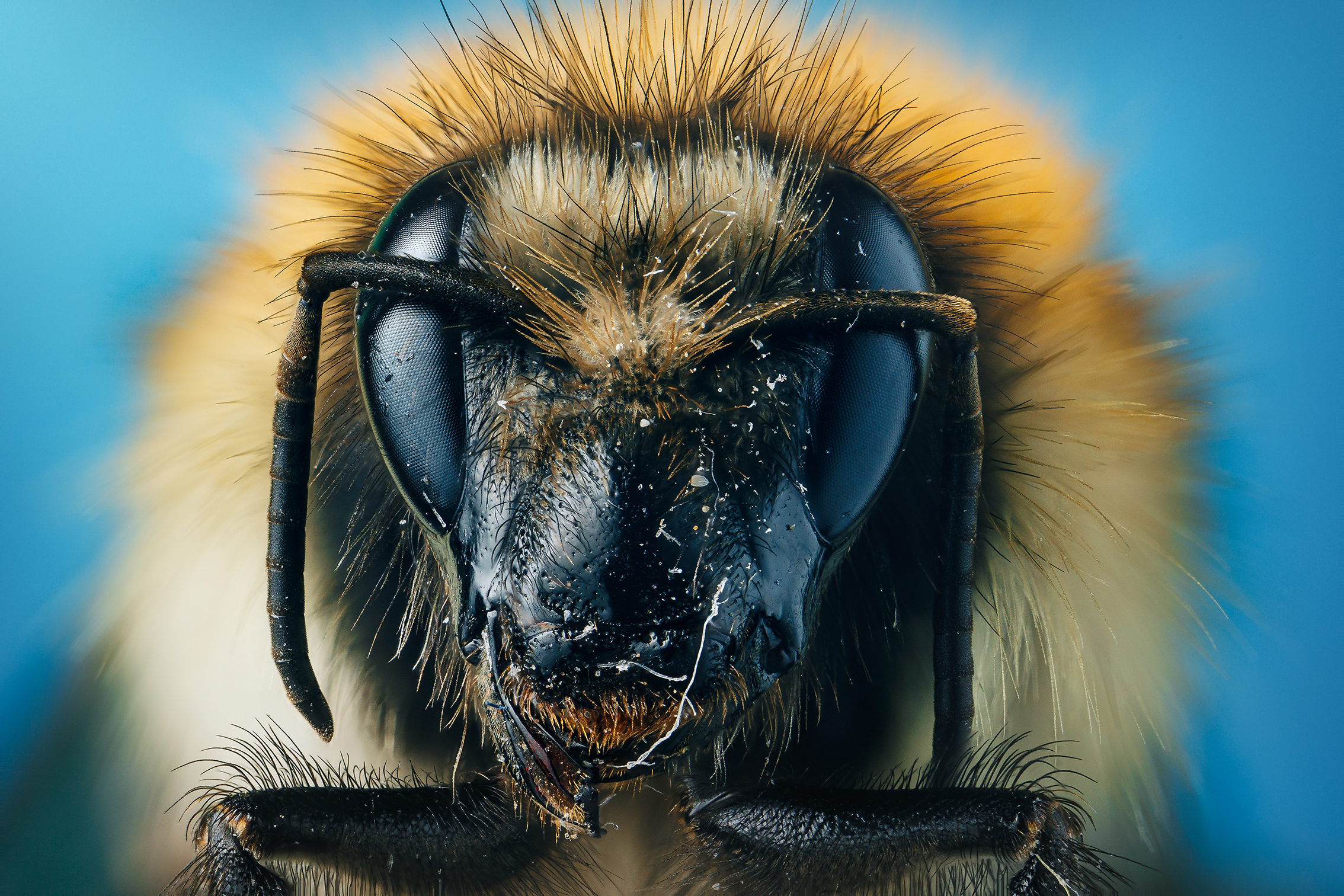 Close-up of a bee's face, showcasing its fuzzy texture, large black eyes, and elongated antennae against a blue background