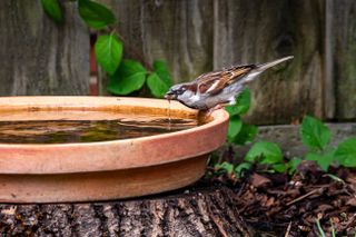 A sparrow drinking out of a terracotta lid bird bath