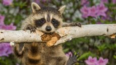 Raccoon eating a branch outdoors