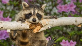 7 plants to repel raccoons and keep them out of your yard