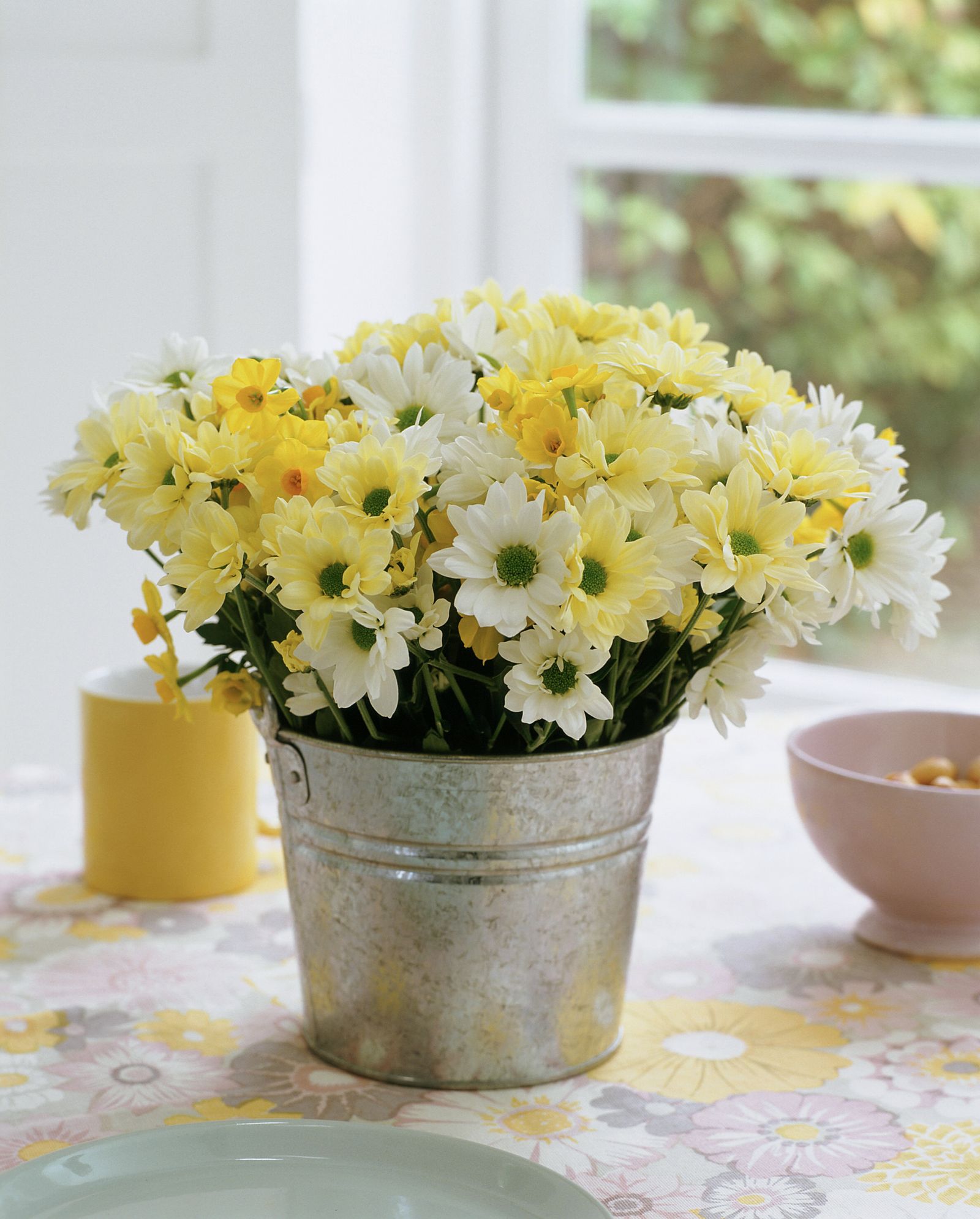 How to grow chrysanthemums expert tips on growing these garden