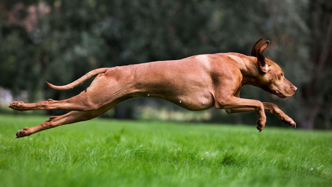 Hungarian Vizsla running