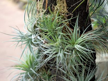 Air Plant