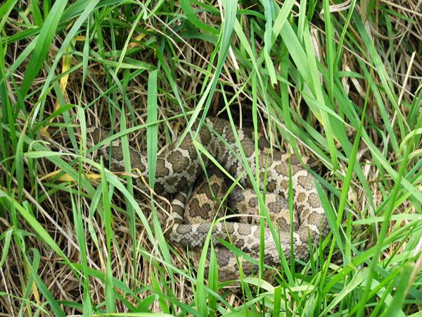 Mysterious Rattlesnake-Killing Infection Emerges | Live Science