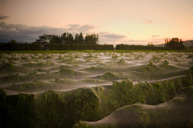 New-Zealand-Martinborough-Palliser-Estate-Wines-sauvignon-blanc-vines-netting-credit-Mike-Heydon-Jet-Photography.jpg
