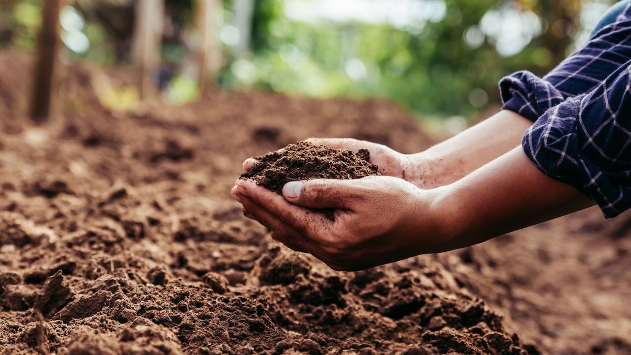 Hands holding soil