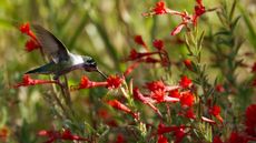 Red blooms of the California fuchsia, hummingbird carpet plant, with a hummingbird in flight