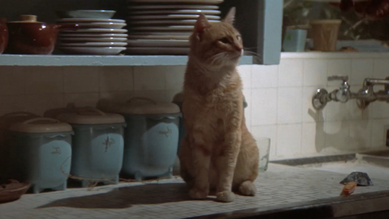 Marlowe's cat in The Long Goodbye