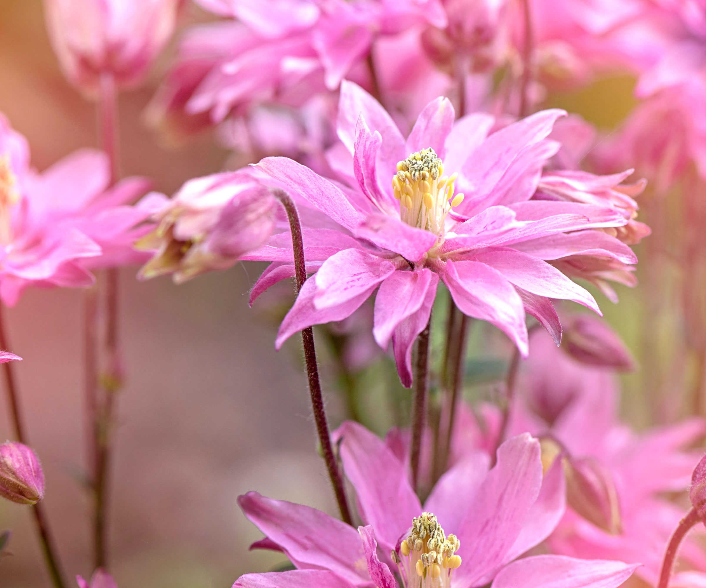 columbine aquilegia plants with pink flowers