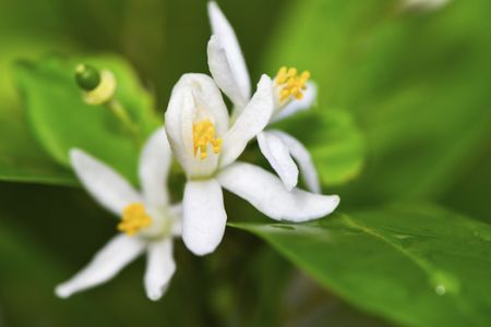 Kumquat Tree Flowers