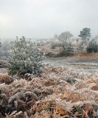 Flowers in frost