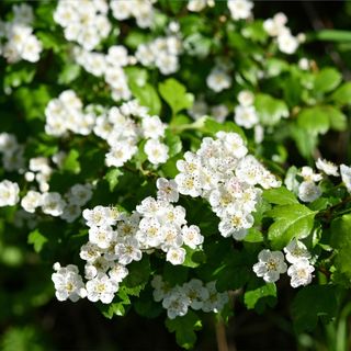Hawthorn hedge filled with white blossom